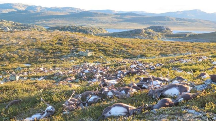 Мълния покоси 323 диви елени