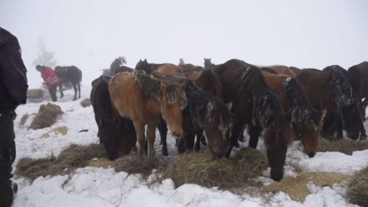 Потресаваща гледка: Десетки коне са обречени на смърт в Осоговската планина