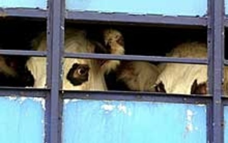Отново незаконен превоз на животни в Кърджали, погнаха шофьора