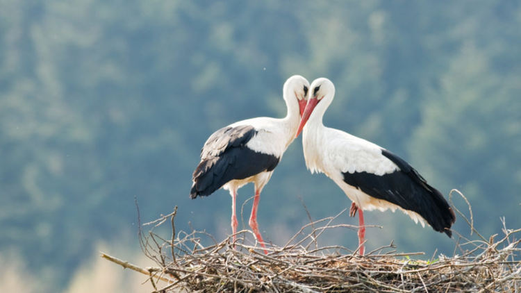 Как животните намират пътя обратно към дома