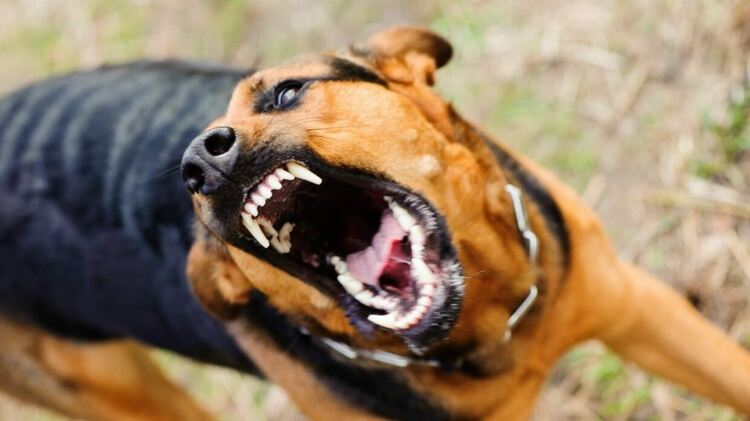 Бездомно куче нападна и нахапа ученик до Езиковата гимназия в Кърджали,бащата ще съди Общината