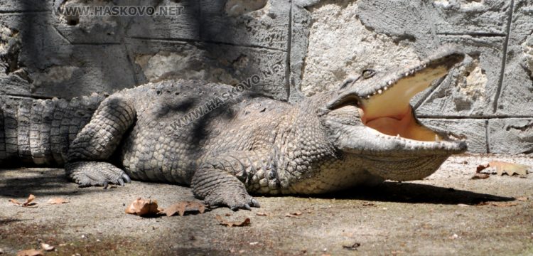 С кубчета леден таратор глезят тревопасните животни в жегите