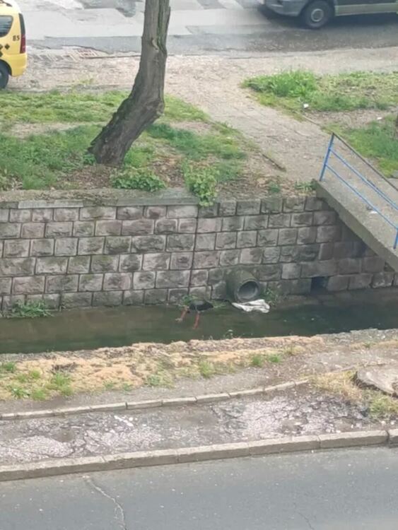 Рядък гост: Черен щъркел изненада хасковлии 