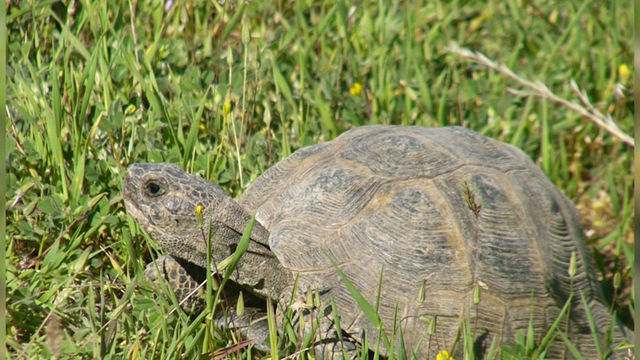 Глоба до 20 000 лв. грози браконери, заловени със сухоземни костенурки